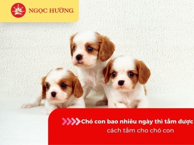 Chó con bao nhiêu ngày thì tắm được, cách tắm cho chó con